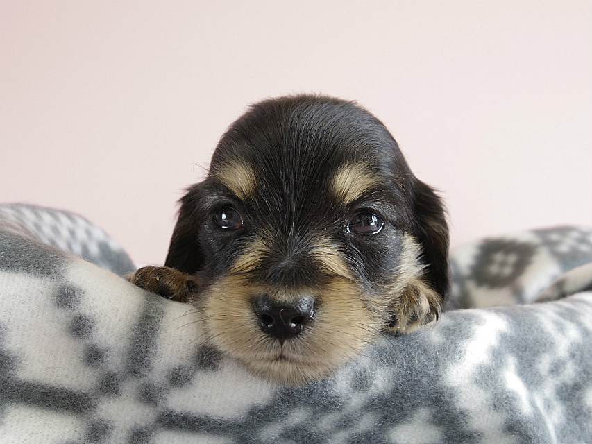 カニヘン　子犬　ブラクリ　男の子