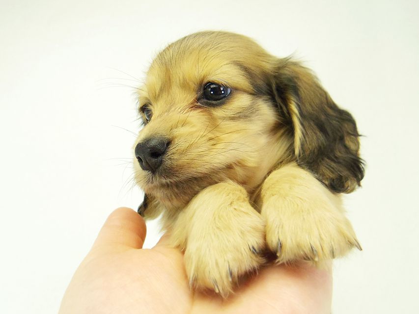 ダックスフンド カニンヘン なると & オスカルの子犬 シェーデットクリーム 女の子