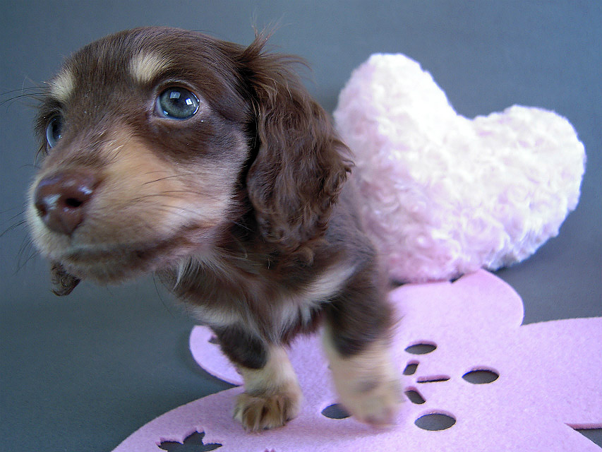 カニヘン　子犬　チョコクリーム女の子