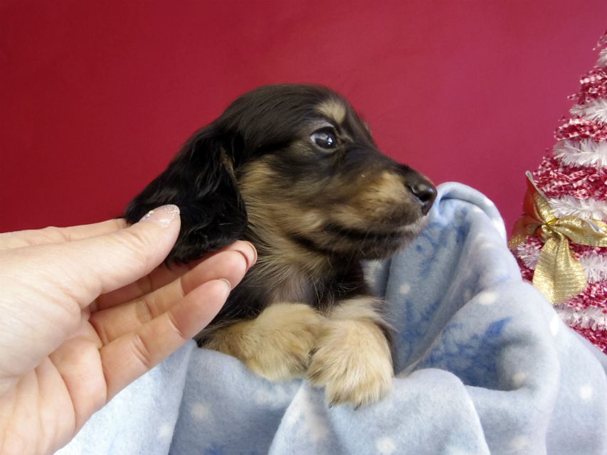 カニヘン ダックスフンド 子犬 ブラッククリーム男の子