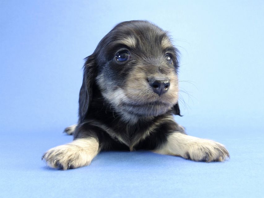 カニンヘン ダックスフンド 子犬 ブラッククリーム 男の子 カニンヘン ダックスフンド 子犬 ブラッククリーム 男の子