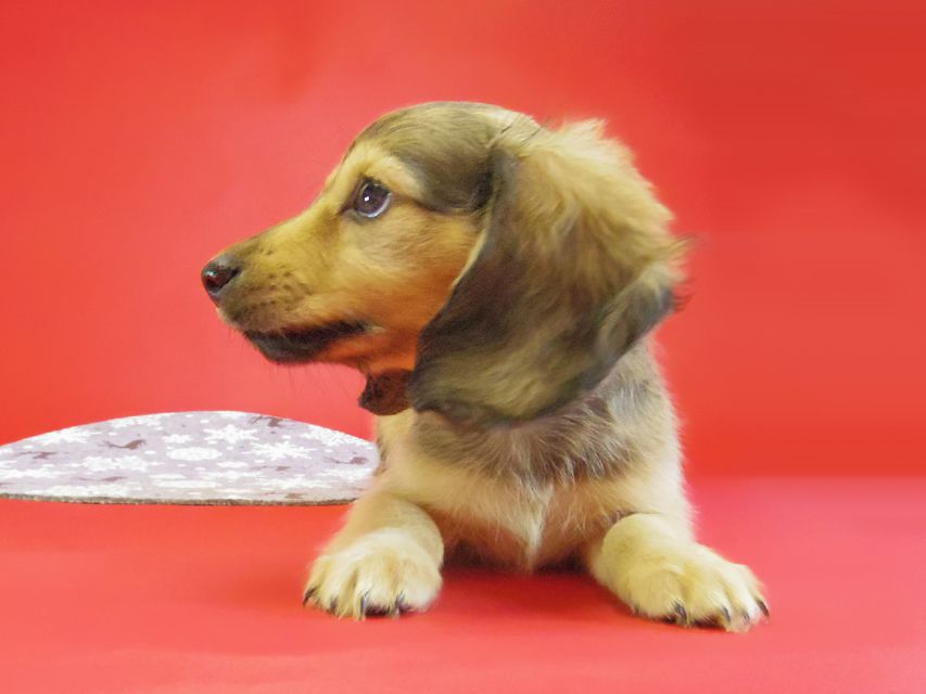 ダックスフンド ベルサス＆オスカルの赤ちゃん シェーデットクリーム女の子