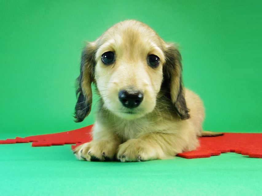 ダックスフンド カニンヘン グリム & オスカルの赤ちゃん