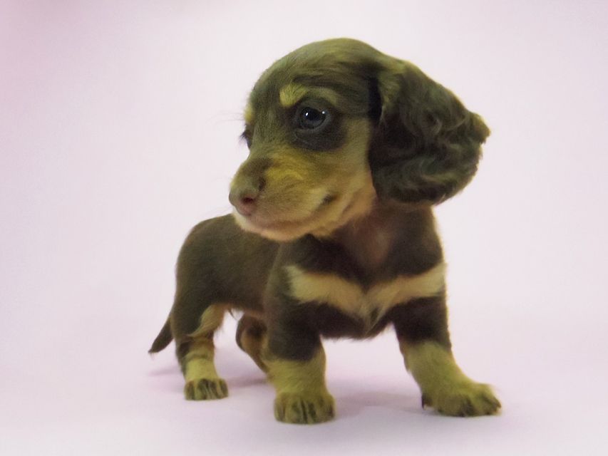 ダックスフンド ルル.hb & セブンの子犬 チョコタン 女の子