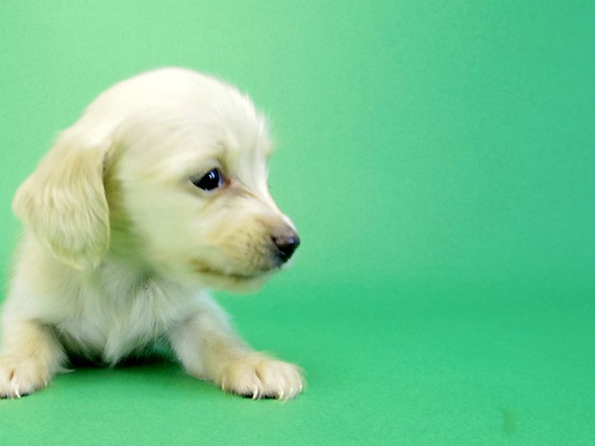 カニヘンダックス　子犬　ブラッククリーム男の子