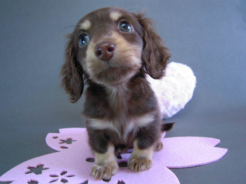 カニヘン　子犬　チョコクリーム女の子