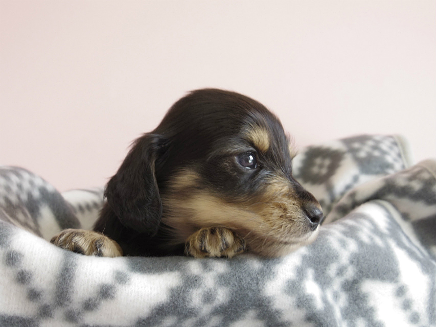カニヘン　子犬　ブラクリ　男の子