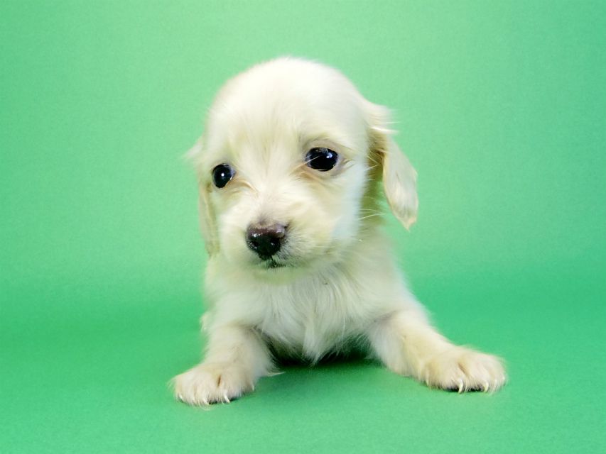 カニヘンダックス　子犬　ブラッククリーム男の子