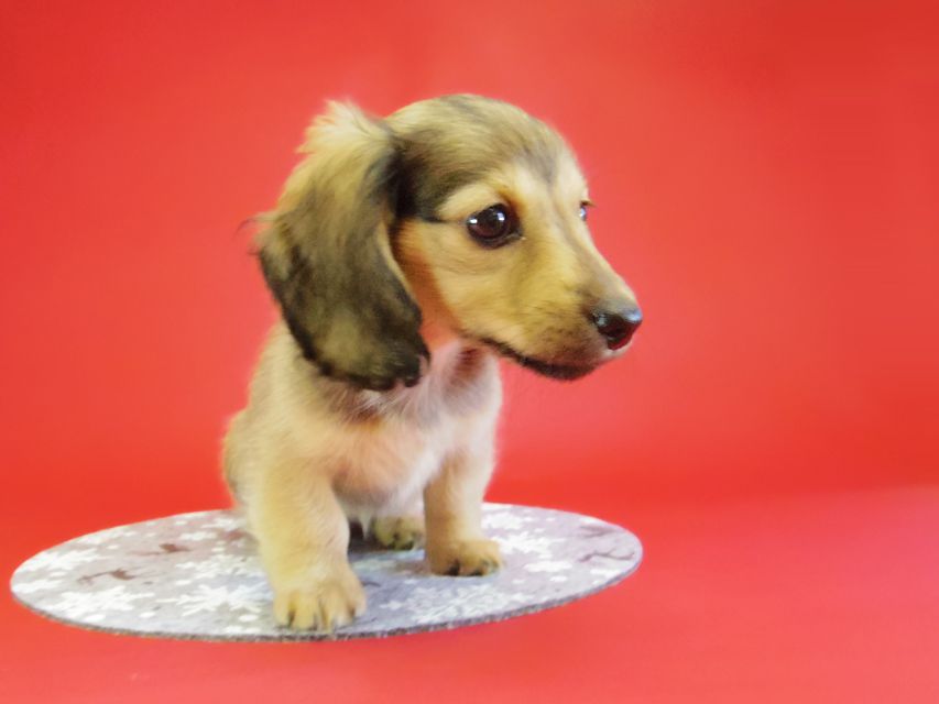 ダックスフンド ベルサス＆オスカルの赤ちゃん シェーデットクリーム女の子