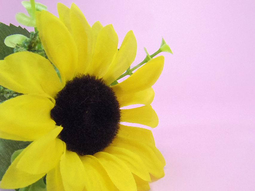 ダックスフンド ルル.hb & セブンの子犬 チョコタン 女の子