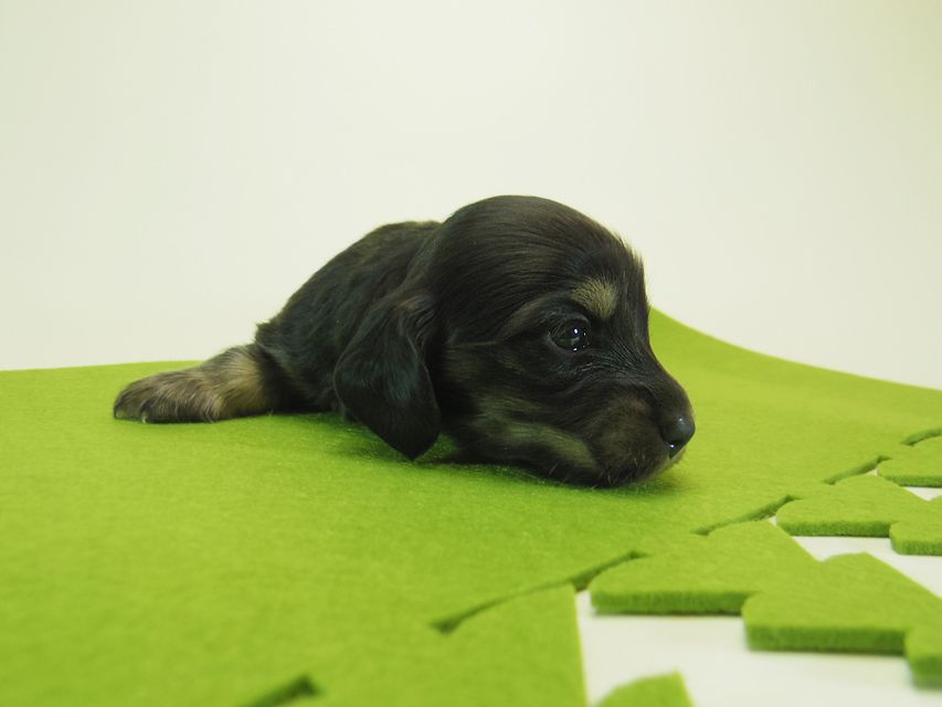 ダックスフンド ミニチュアダックス リールー & ジムダンディの子犬 ブラッククリーム 女の子 お写真初登場083 ダックスフンド ミニチュアダックス リールー & ジムダンディの子犬 ブラッククリーム 女の子 お写真初登場