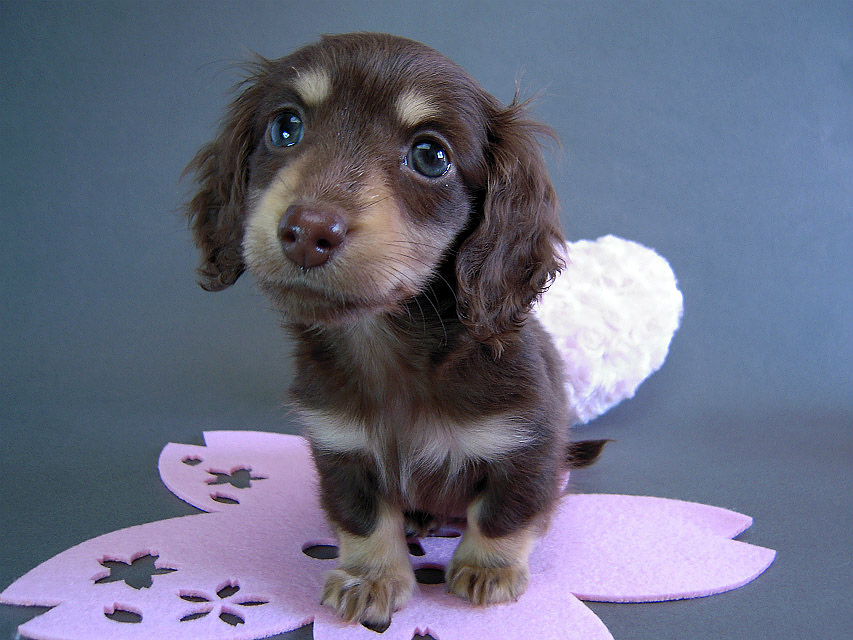 カニヘン　子犬　チョコクリーム女の子