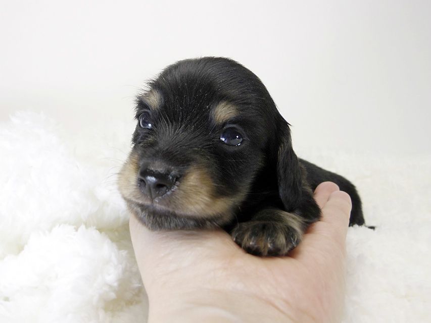 カニンヘン ダックスフンド 子犬 ブラック&タン 男の子