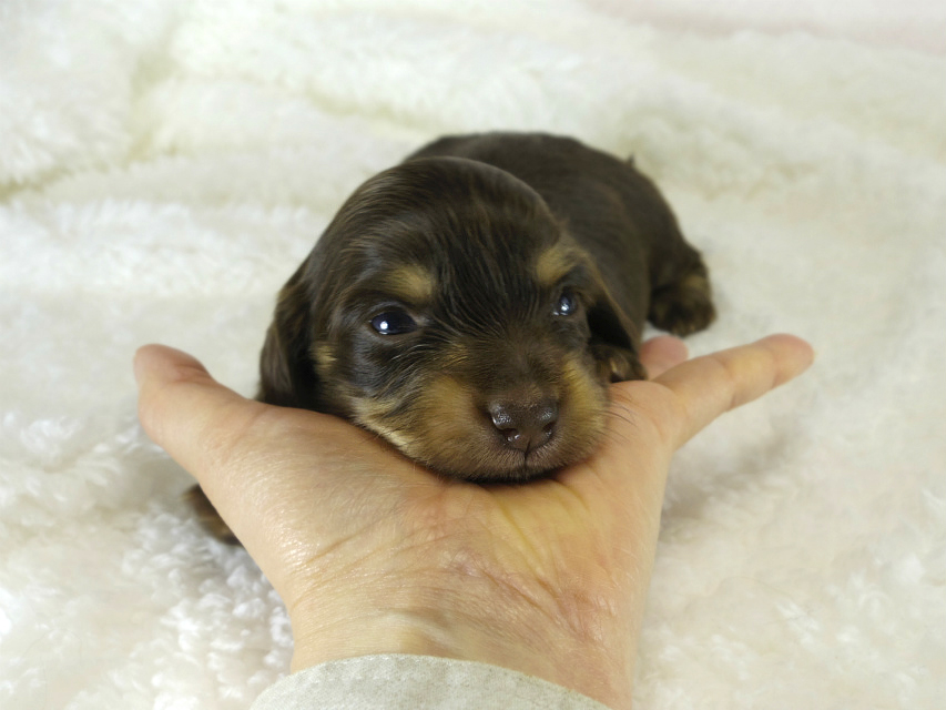 カニヘン 子犬 チョコクリ女の子 カニヘン 子犬 チョコクリ女の子