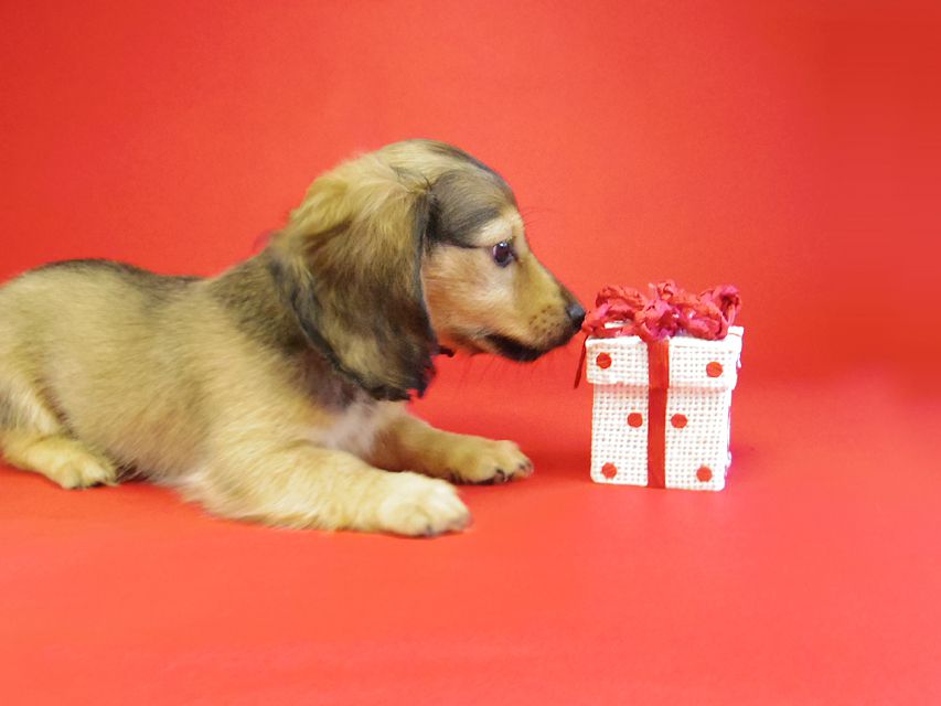 ダックスフンド ベルサス＆オスカルの赤ちゃん シェーデットクリーム女の子
