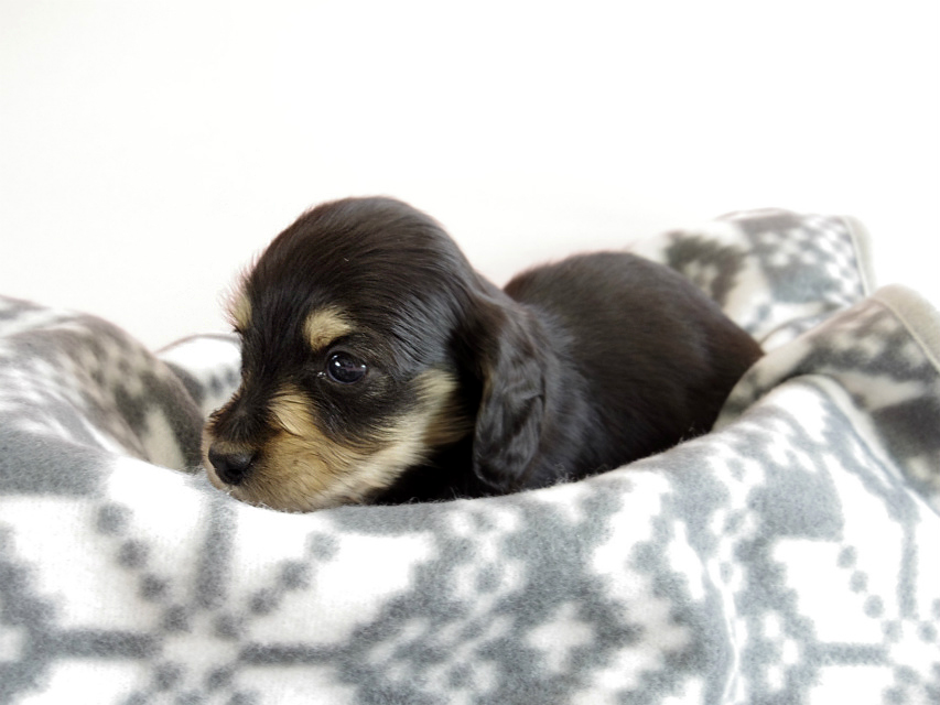 カニヘン　子犬　ブラクリ　男の子