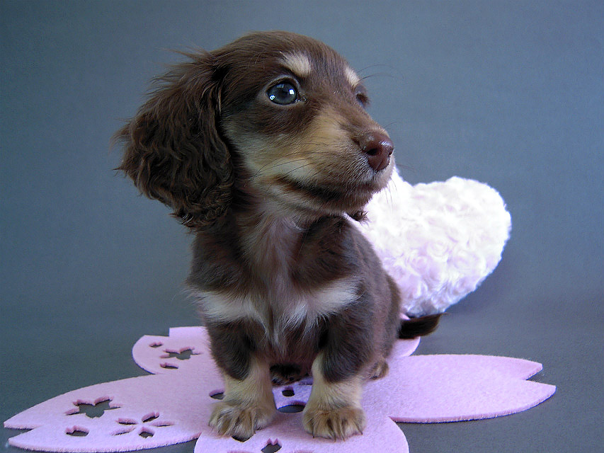カニヘン　子犬　チョコクリーム女の子