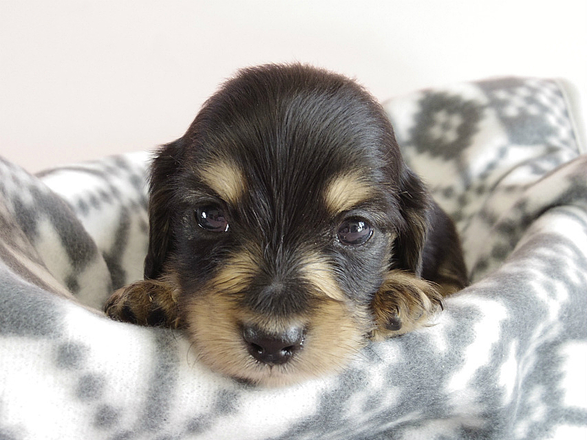 カニヘン　子犬　ブラクリ　男の子