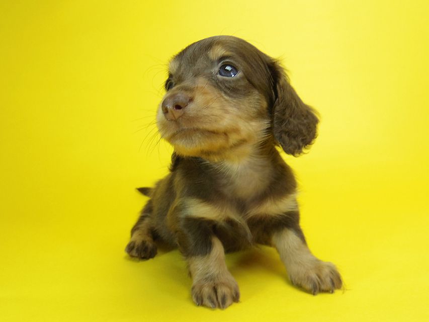 ダックスフンド ピノ & アレックスの赤ちゃん チョコタン 女の子①085 ダックスフンド ピノ & アレックスの赤ちゃん チョコタン 女の子①