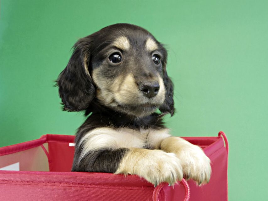 カニヘンダックス 仔犬 ブラック&クリーム男の子 カニヘンダックス 仔犬 ブラック&クリーム男の子