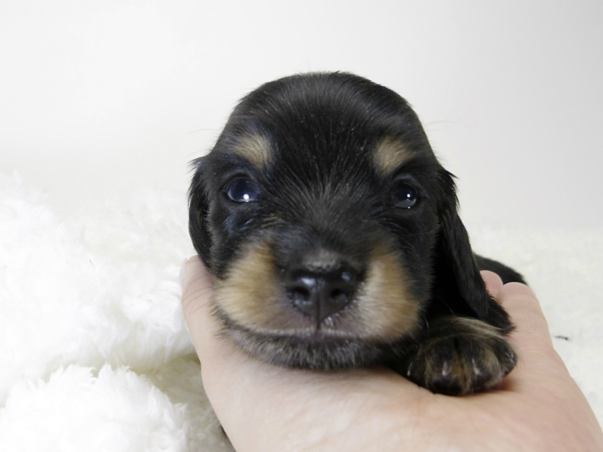 カニンヘン ダックスフンド 子犬 ブラック&タン 男の子