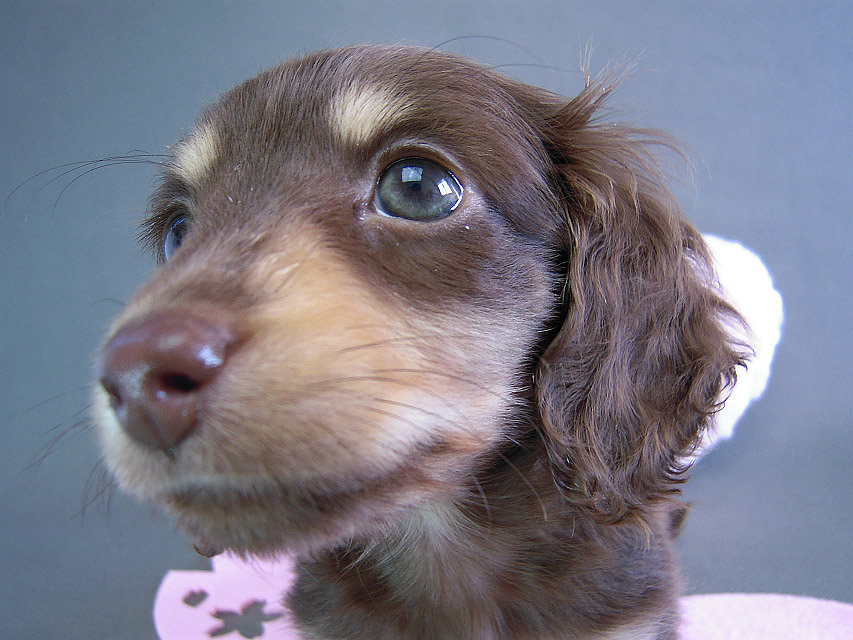 カニヘン　子犬　チョコクリーム女の子