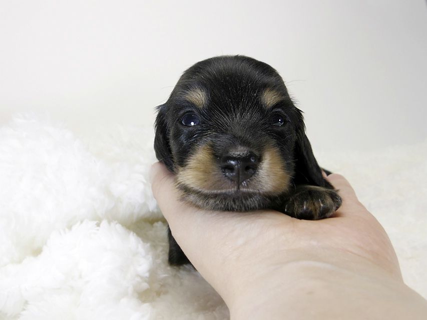 カニンヘン ダックスフンド 子犬 ブラック&タン 男の子