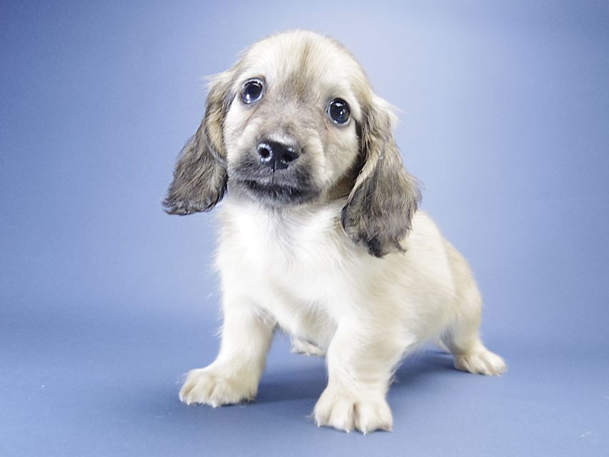 カニンヘン ダックスフンド シェリー.Tiとクッキーの赤ちゃん シェーデットクリーム 男の子2