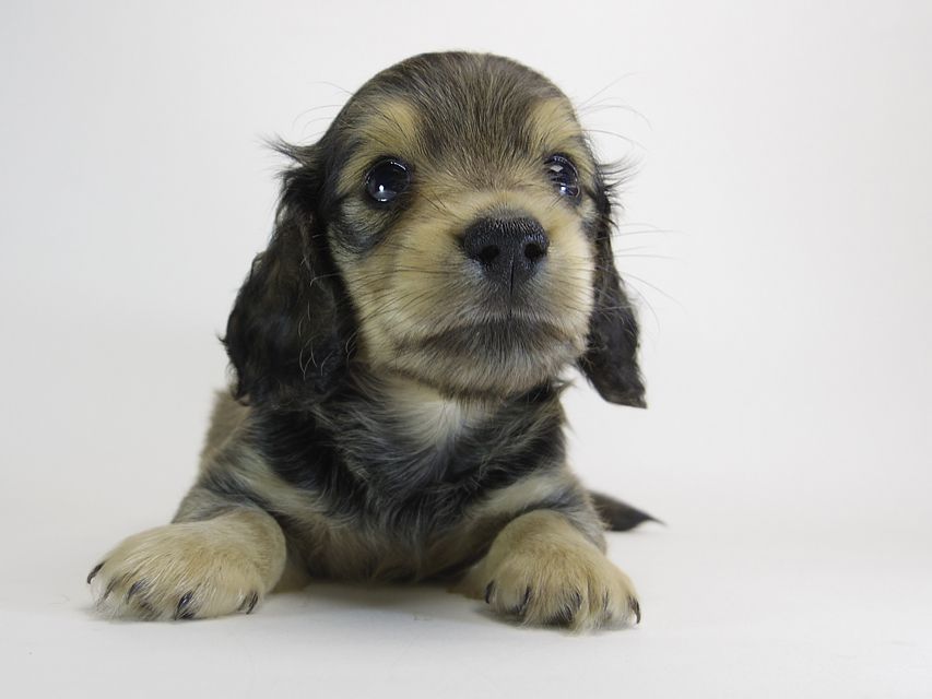 カニンヘン ダックスフンド クレア & オスカルの赤ちゃん シェーデットクリーム 男の子086 カニンヘン ダックスフンド クレア & オスカルの赤ちゃん シェーデットクリーム 男の子