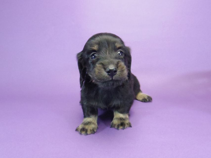 カニンヘン ダックスフンド グリム & オスカルの赤ちゃん ブラタン 男の子