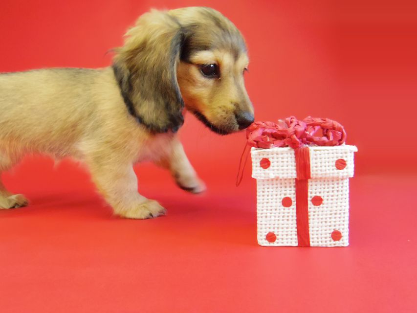 ダックスフンド ベルサス＆オスカルの赤ちゃん シェーデットクリーム女の子