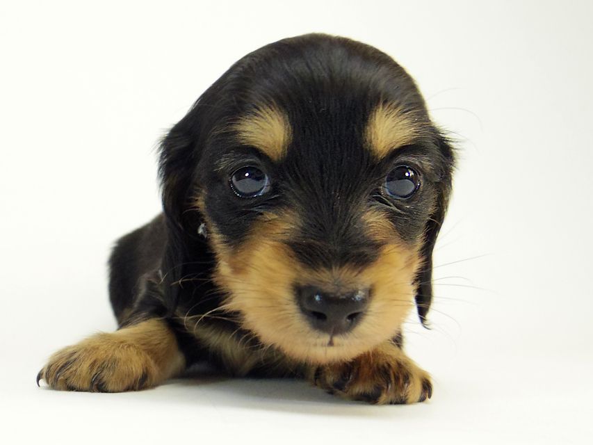 カニンヘン ダックスフンド すもも.ky & オスカルの赤ちゃん