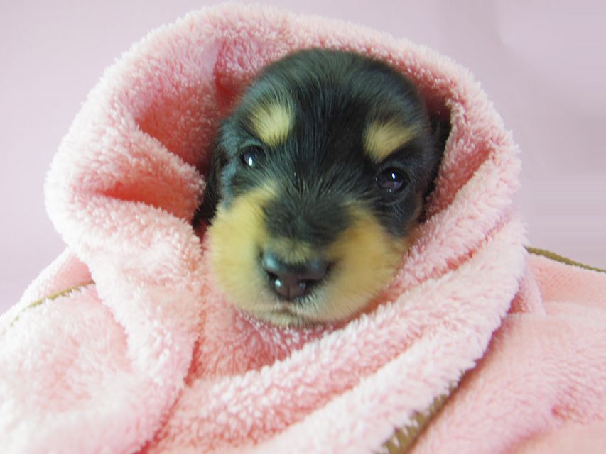 ダックスフンド ローラ.mi & アレックス ブラッククリーム 女の子② お写真初登場