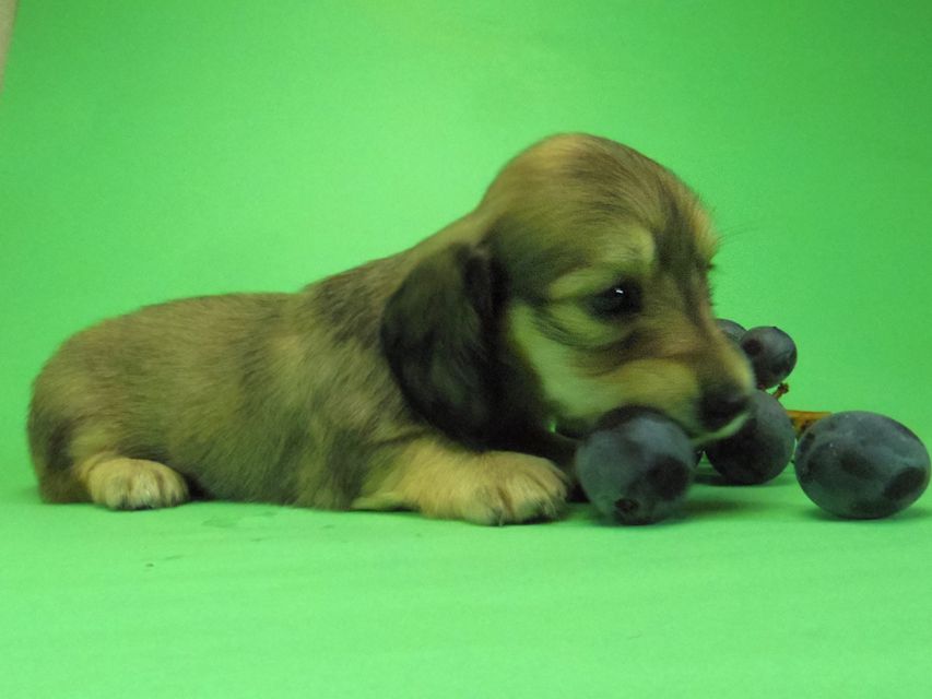 ダックスフンド わかば & 武蔵の子犬 シェーデットクリーム 女の子③