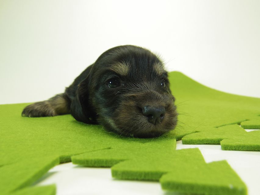 ダックスフンド ミニチュアダックス リールー & ジムダンディの子犬 ブラッククリーム 女の子 お写真初登場086 ダックスフンド ミニチュアダックス リールー & ジムダンディの子犬 ブラッククリーム 女の子 お写真初登場