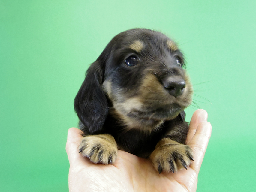 カニヘンダックス　子犬　ブラッククリーム男の子