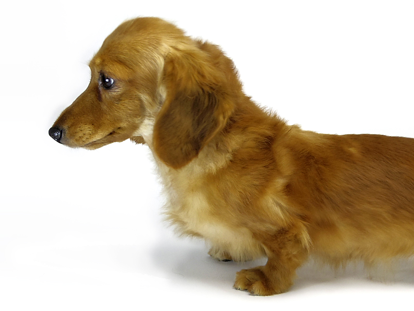 ゴールディGOLDILOCKS 英国RALINESとオーストラリアGRAEDONの姫