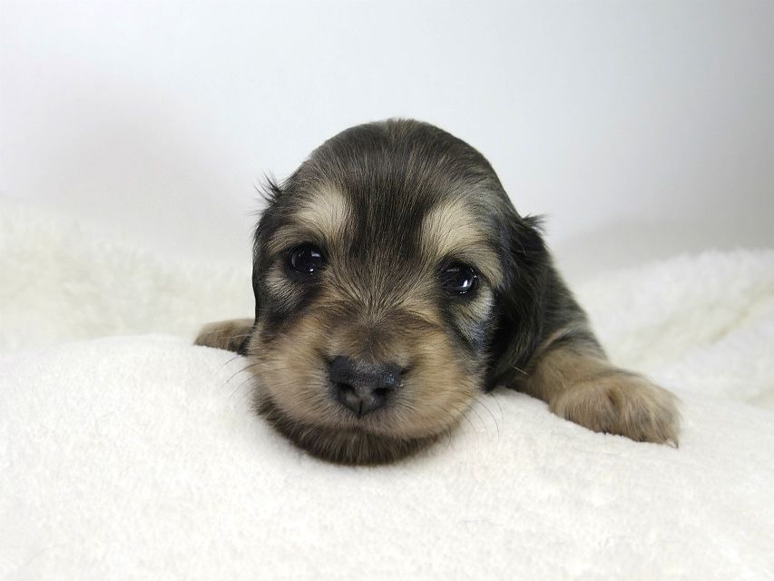 カニンヘン ダックスフンド 子犬 シェーデットクリーム 女の子 カニンヘン ダックスフンド 子犬 シェーデットクリーム 女の子