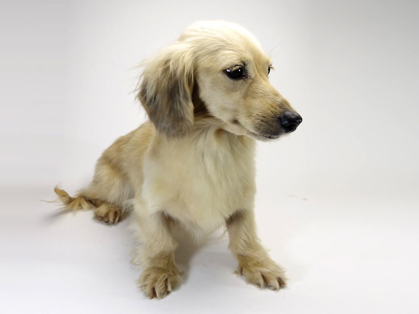 カニンヘン SHELLY.mi シェーデットクリーム