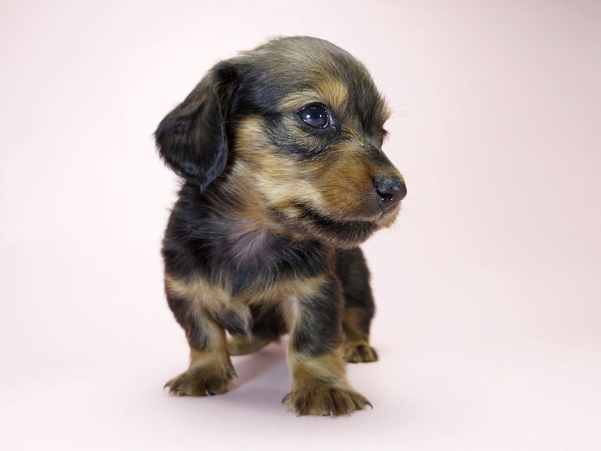 カニンヘン ダックスフンド 子犬 シェーデットレッド 女の子