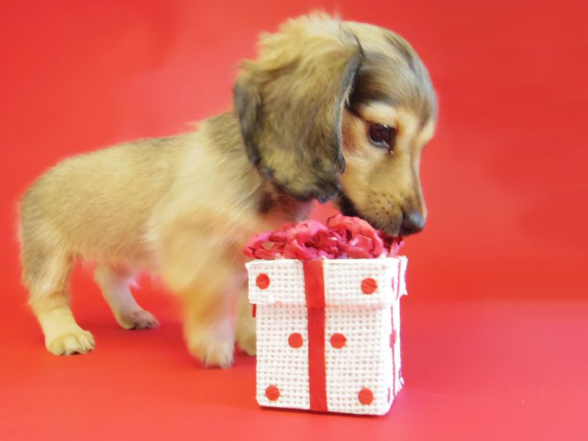 ダックスフンド ベルサス＆オスカルの赤ちゃん シェーデットクリーム女の子