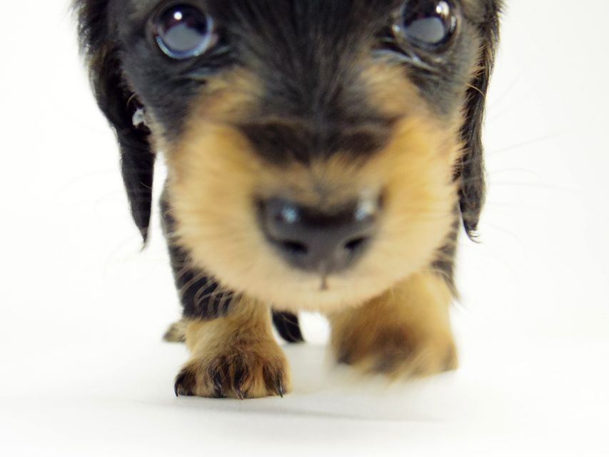 カニンヘン ダックスフンド すもも.ky & オスカルの赤ちゃん