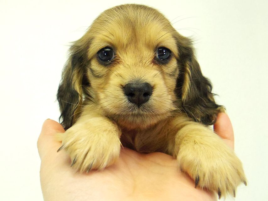 ダックスフンド カニンヘン なると & オスカルの子犬 シェーデットクリーム 女の子