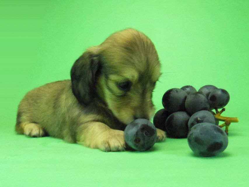 ダックスフンド わかば & 武蔵の子犬 シェーデットクリーム 女の子③