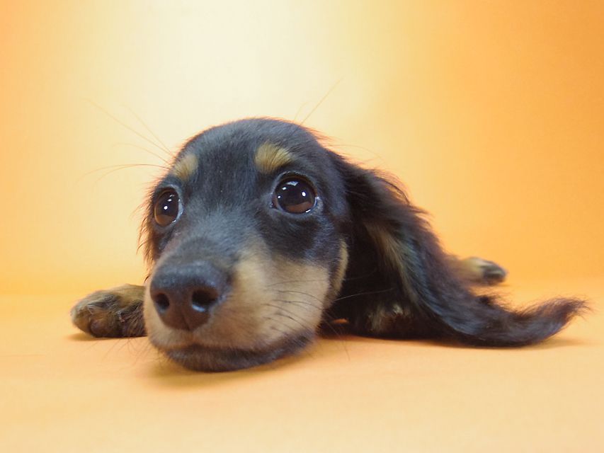 ダックスフンド ルヒィ & ジムダンディの子犬 ブラタン 男の子087 ダックスフンド ルヒィ & ジムダンディの子犬 ブラタン 男の子