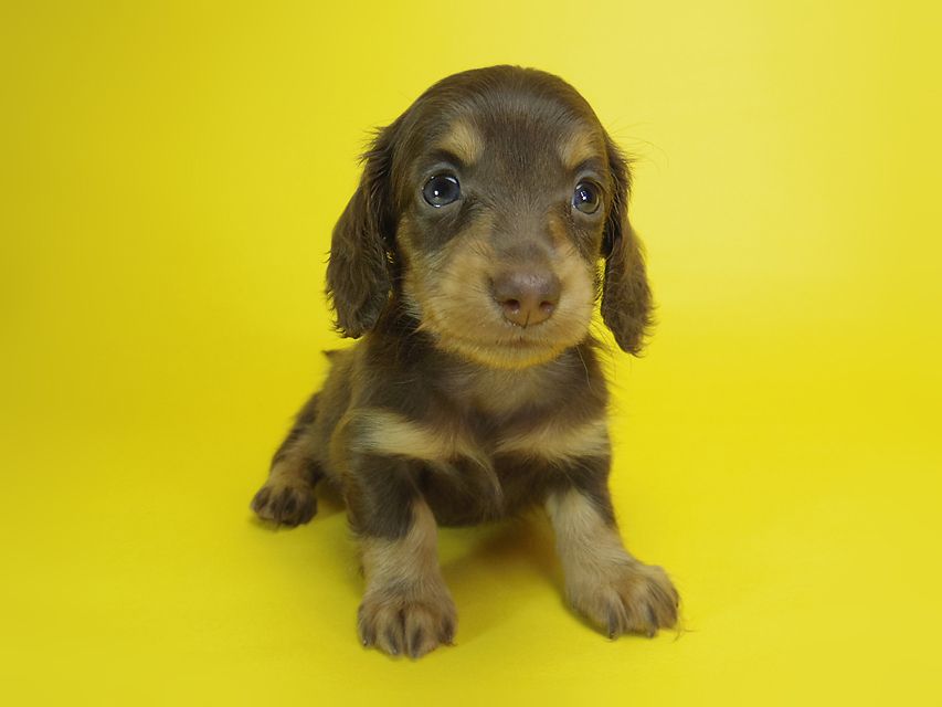 ダックスフンド ピノ & アレックスの赤ちゃん チョコタン 女の子①087 ダックスフンド ピノ & アレックスの赤ちゃん チョコタン 女の子①