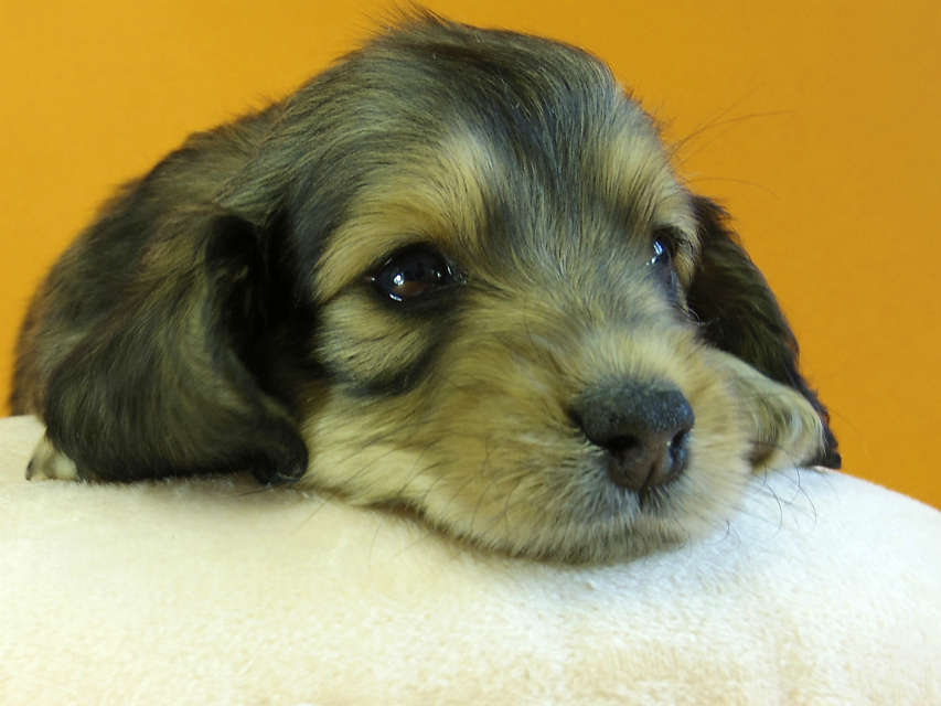 カニヘン　子犬　シェーデットクリーム　女の子