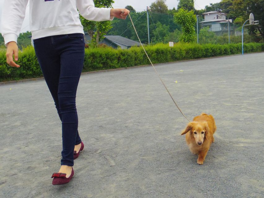 ミニチュアダックス あっくん