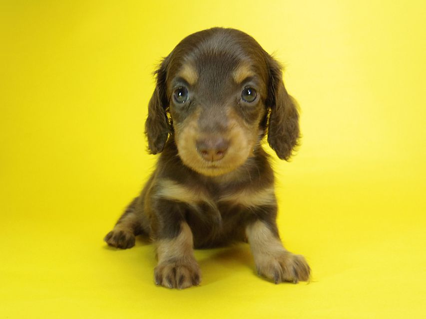 ダックスフンド ピノ & アレックスの赤ちゃん チョコタン 女の子①088 ダックスフンド ピノ & アレックスの赤ちゃん チョコタン 女の子①