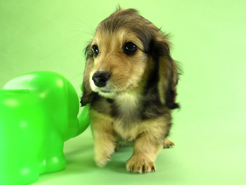 カニンヘンダックス 子犬 クリーム女の子 カニンヘンダックス 子犬 クリーム女の子